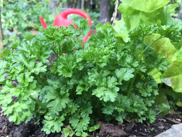 Odla egna kryddor – persilja