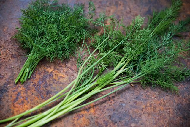 Odla egna kryddor – dill