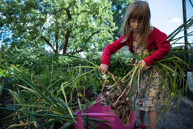 Dags att skörda vitlök