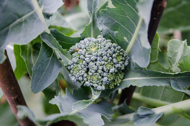 Skörda broccoli