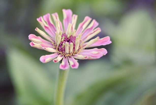 Två böcker som tack!