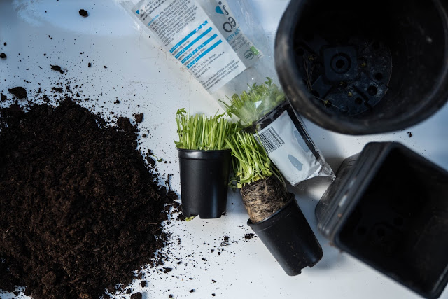 Så kan kryddor från mataffären ge mer efter första skörden