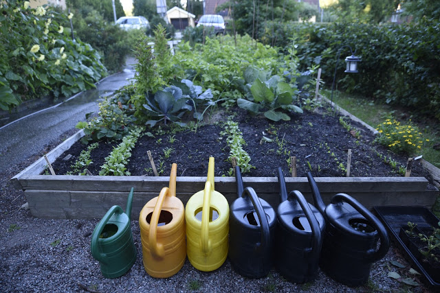 Serieodla på friland och pallkrage