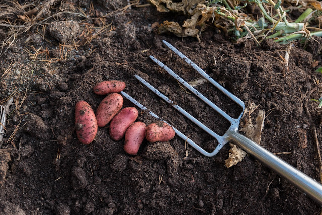 Lämna kvar era grödor i jorden