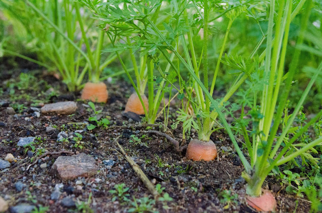 Sen höstsådd av morötter och andra rötter