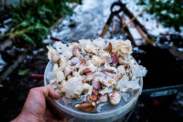 Vänta med vitlöken till november eller december