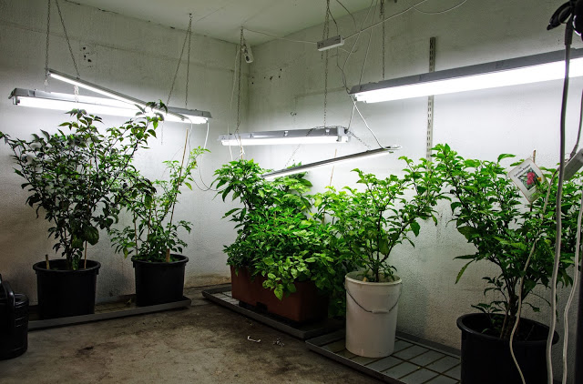 Konsten att odla chili, nu tar vi ner plantorna i källaren igen.