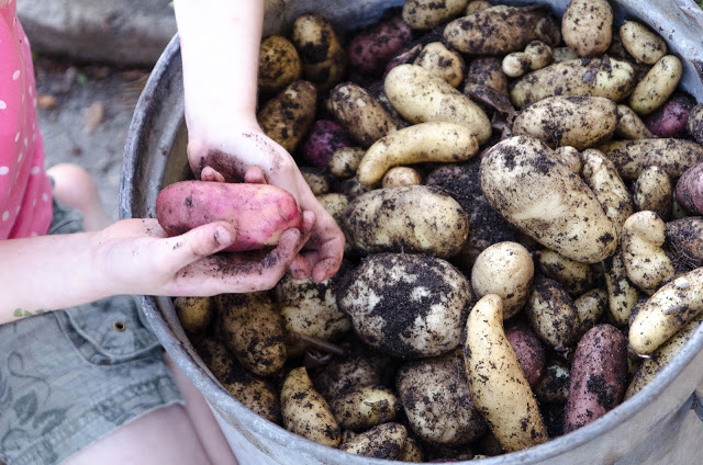 Hjälp vi fick inte upp all potatis