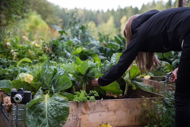 Nytt poddavsnitt vad gör vi med skörden