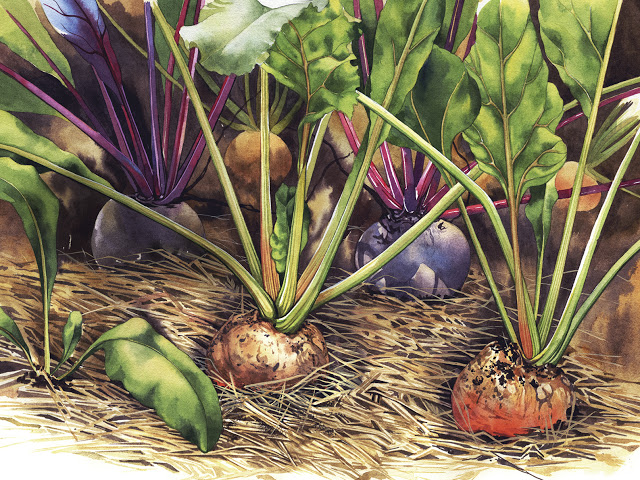 Mysteriet med betornas frön