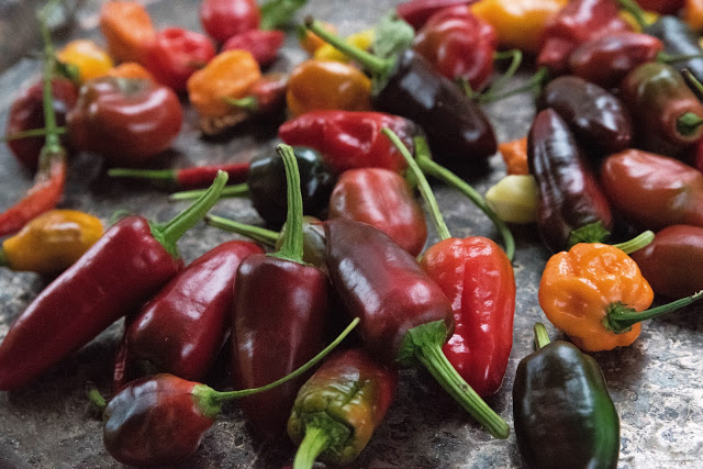 Chili – några favoritsorter