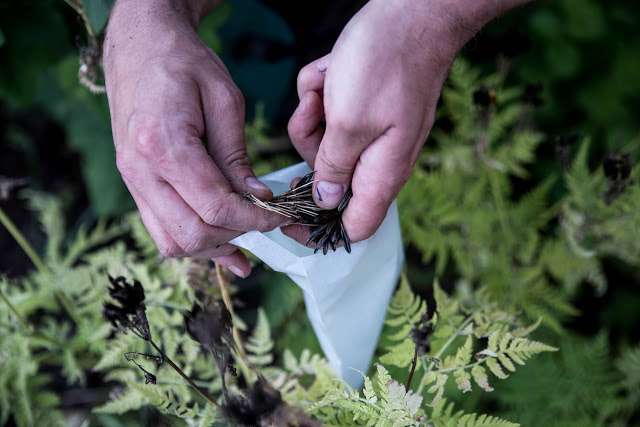 Vi skördar egna frön