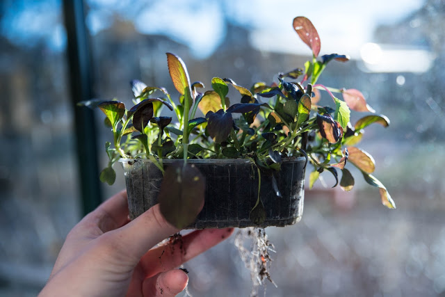 Skörda bladgrönsaker i november och december