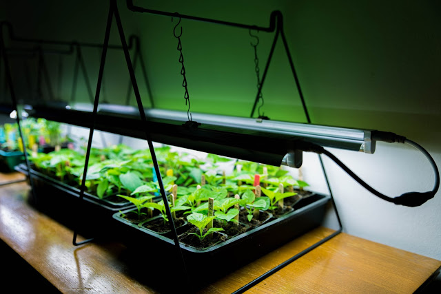 Det där med växtbelysning…