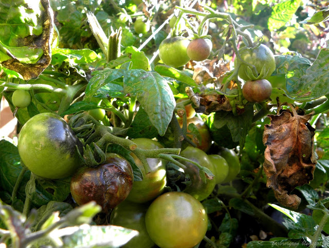 Poddavsnitt om misslyckad tomatskörd