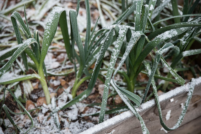 Poddavsnitt om att skörda mitt i vintern