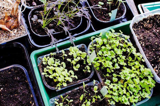 Våra sådder i januari och februari
