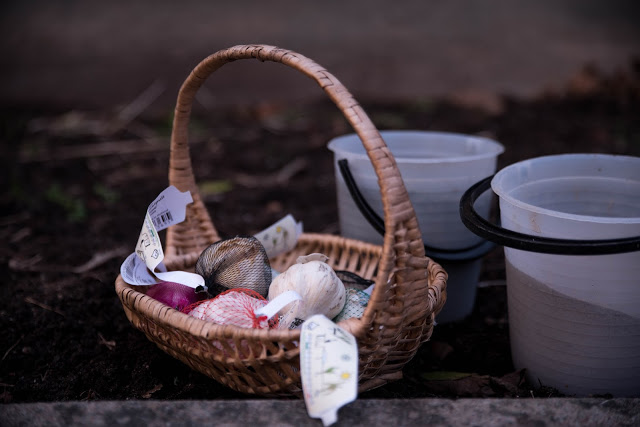 Odla vitlök mitt i vintern