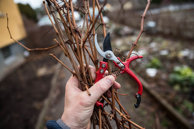 Ta sticklingar av vindruva