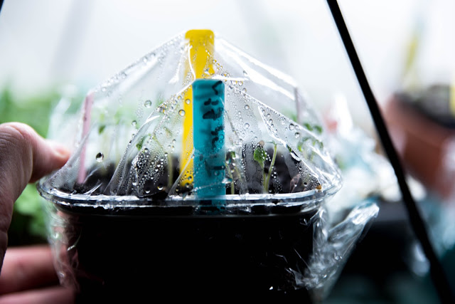 Bygg miniväxthus för frösådd på 2 minuter