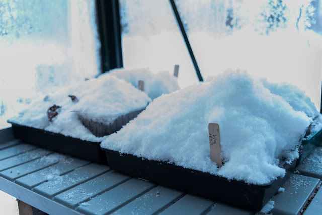 Poddavsnitt om att vinterså