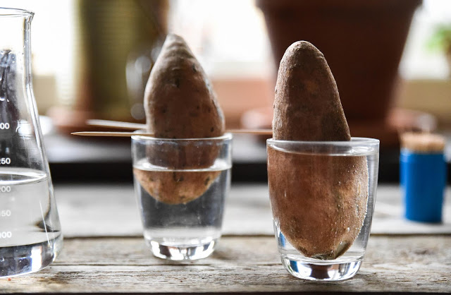 Sötpotatisar – Vi tar sticklingar