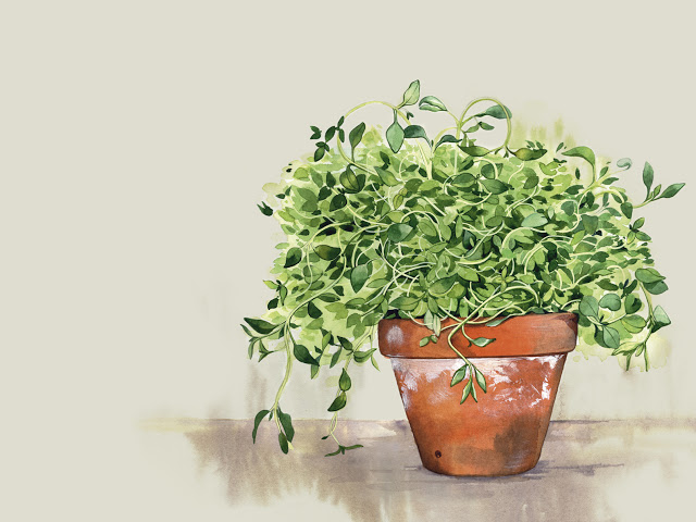 Vinterkyndel och timjan – Vintersådd