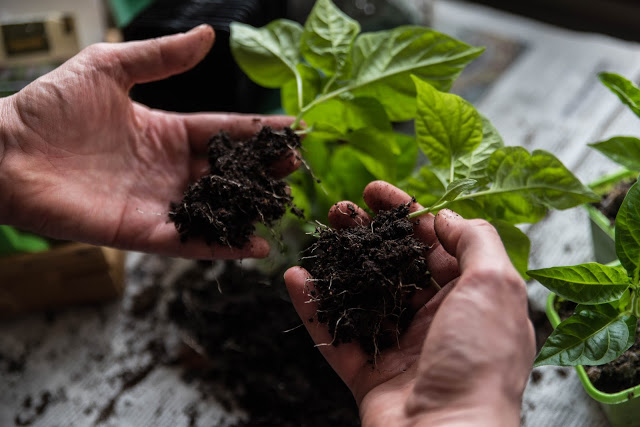 Omplantera chili och paprika