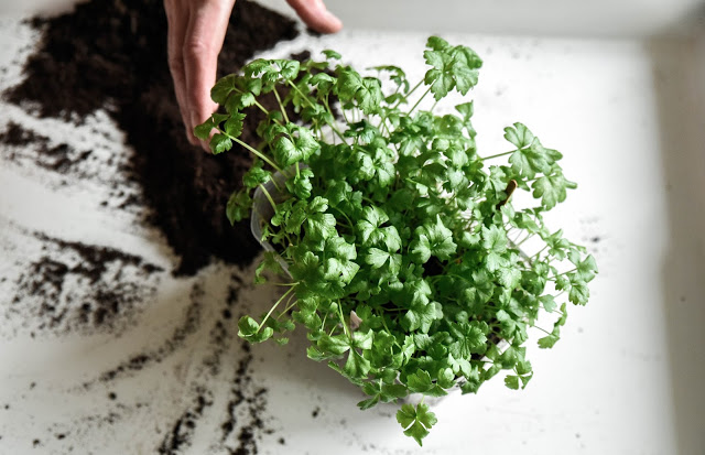 Rotselleri – Dags att plantera om rotselleri