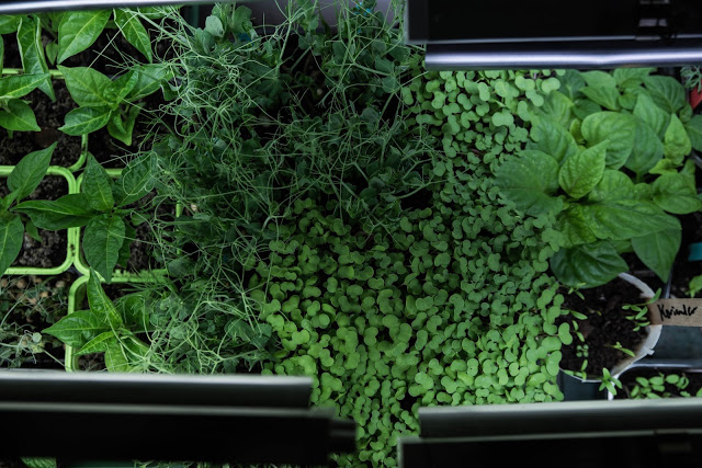 Vad skördar vi i februari?