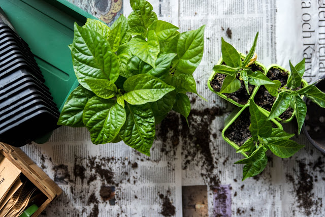 Den kompletta guiden till att omplantera chili och paprika – steg för steg