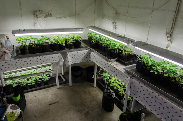 Poddavsnitt om växtbelysning