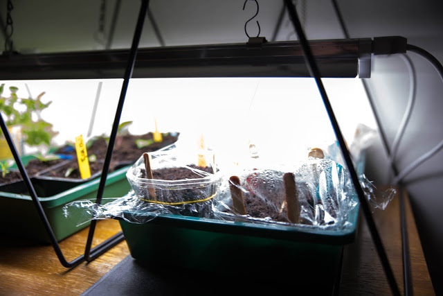 Växtbelysning – Det här använder vi