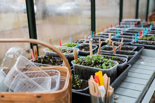 Varför förkultivera?