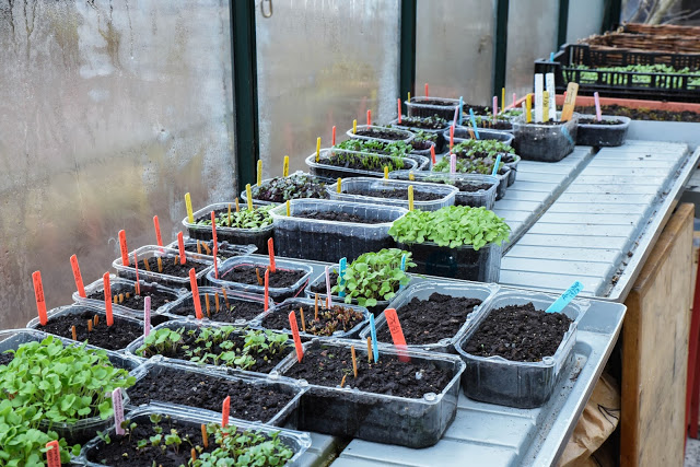 Vintersådderna tittar upp