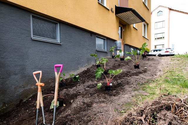Vi bryter ny mark i staden och odlar överallt