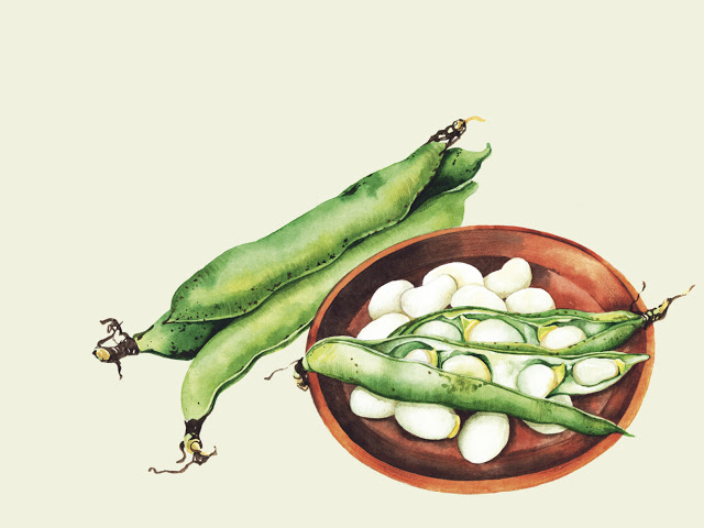 Bondböna – Så här odlar vi den