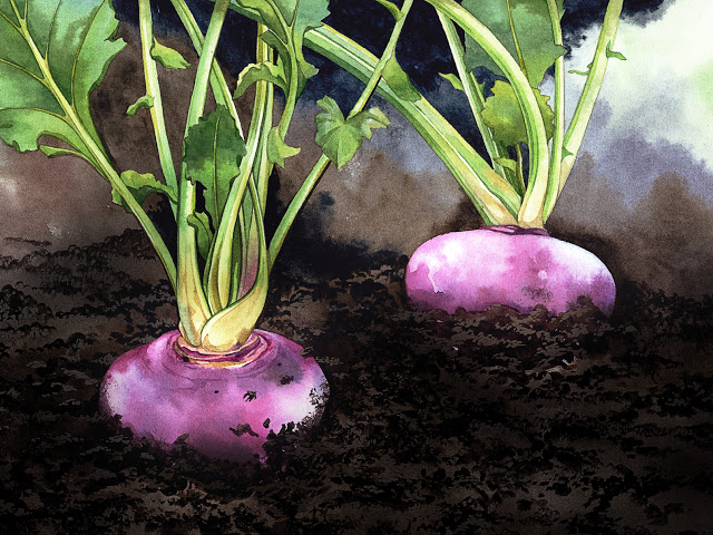 Majrova – så odlar vi den