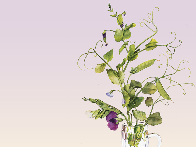 Sockerärtor – så här odlar vi dem