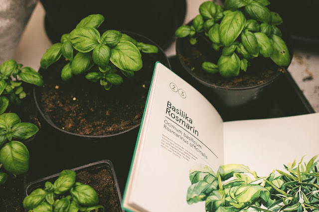 Odla egna kryddor – basilika