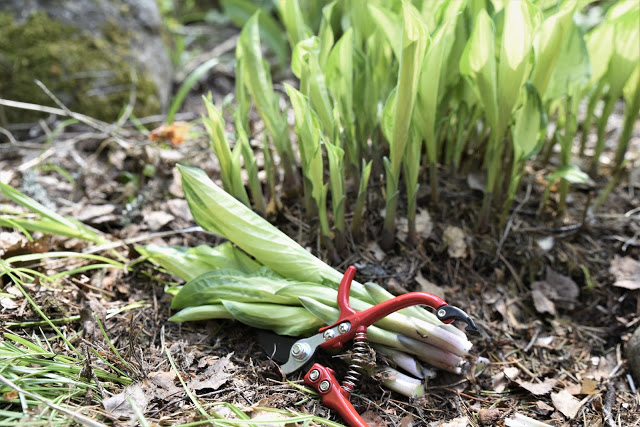 Odla perenna ätbara växter