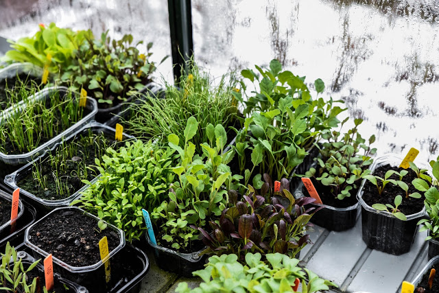 Poddavsnitt om köldknäppen i april