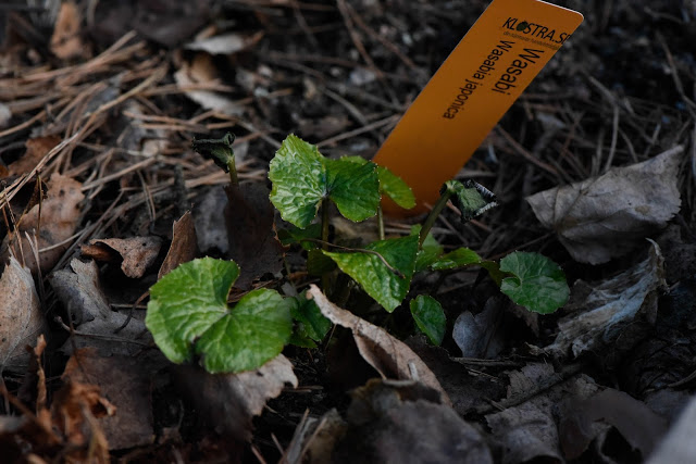 Vad har överlevt vintern?