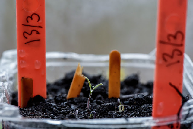 Tomater kan sås kallt