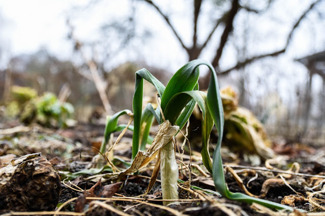 Tillsammansodlingen – vad händer nu?