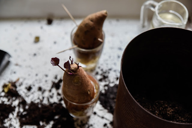 Sötpotatis del 2 – så här odlar vi den