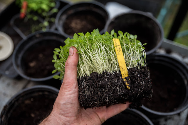 Omplantering – från bredsådd till tuva