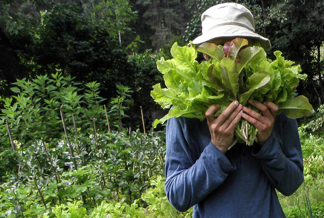 Sallad eller sallat – vad är skillnaden?