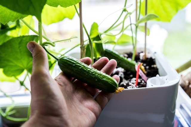 Poddavsnitt om gurka