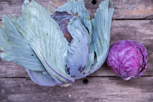 Kål – skörda 9 kg i en pallkrage